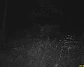 В «Орловском полесье» в фотоловушку попала семья лосей