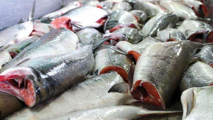 В Ливнах сняли с продажи 37 кг нелегальной камчатской рыбы 