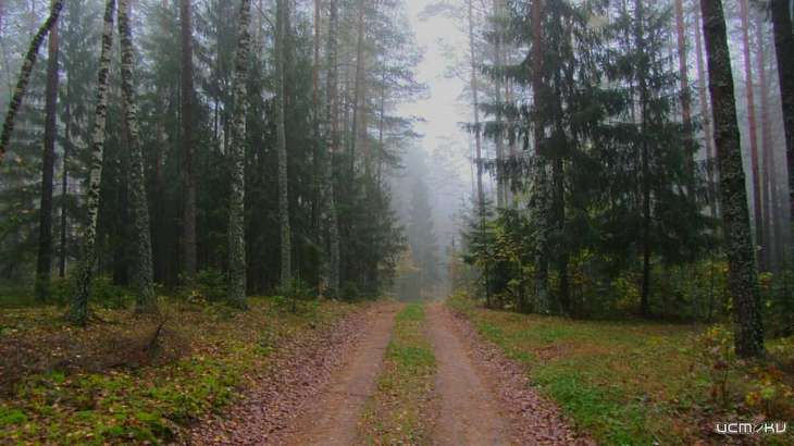 В Орле в Лужках лесопарк обследуют специалисты