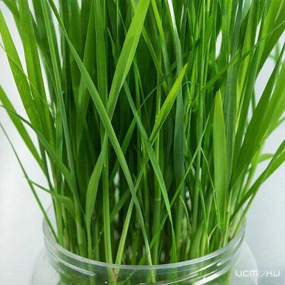 В Глазуновском районе полицейские изъяли у местного жителя коноплю и наркотическое средство растительного происхождения