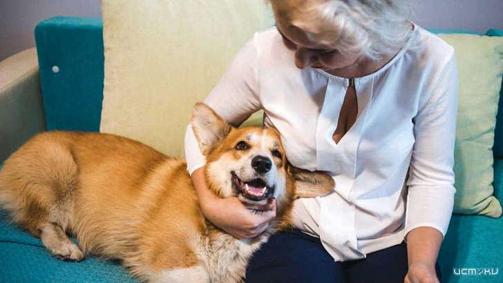 Что нужно знать о дрессировке собак?