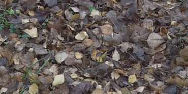  УК листву не убирает