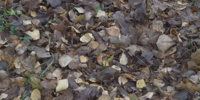  УК листву не убирает