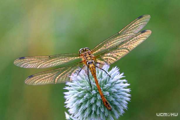 Орловчан приглашают присмотреться к «неяркой красоте русской природы»