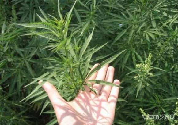 В Орле задержали 21-летнего орловчанина с марихуаной