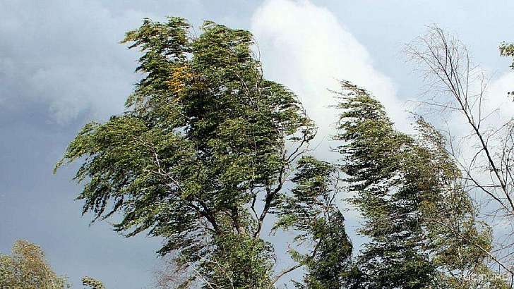 Метеопредупреждение: вечером на Орловщину обрушится порывистый ветер