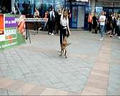 В Орле прошло необычное мероприятие – музыкальный фестиваль в поддержку бездомных животных