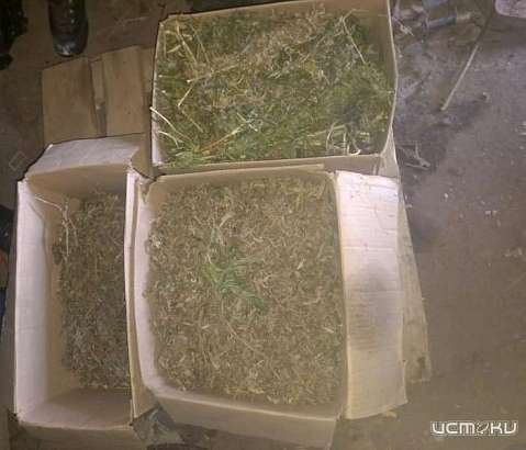 Дурман трава подвела жителя Залегощенского района