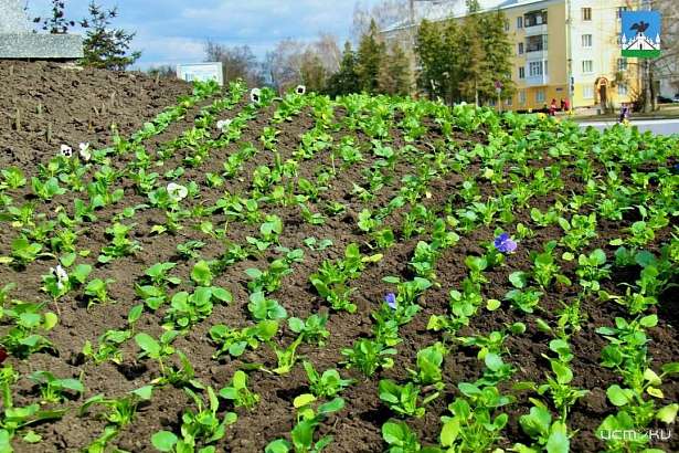 Орёл начал расцветать