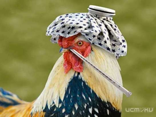 Вспышки птичьего гриппа на Орловщине: что нужно знать предпринимателям и фермерам 