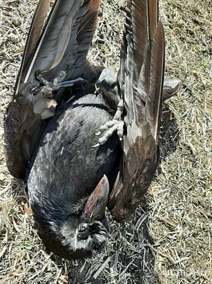На орловских полях нашли 10 павших ворон