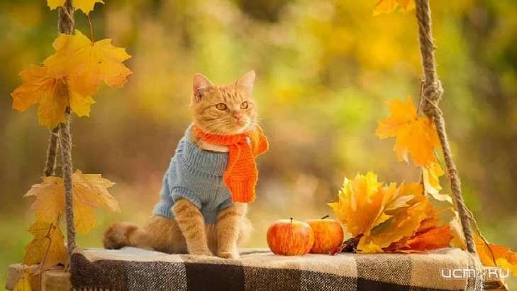 До конца недели тепло не покинет Орел