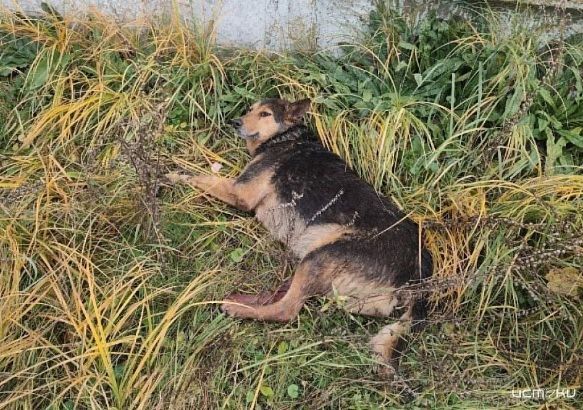 Орловчане не прошли мимо: история спасения жестоко избитой собаки