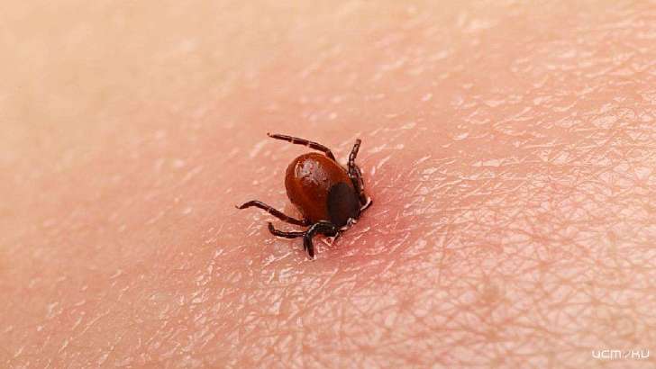 На Орловщине почти на 30 % снизилось число пострадавших от укусов клещей