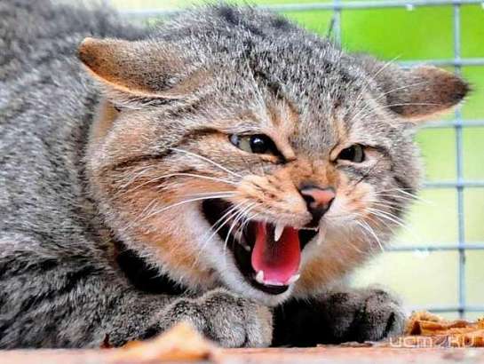 За полгода на Орловщине пять раз выявляли бешенство животных 