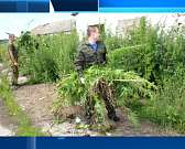 В Болховском районе уничтожили 5 тонн конопли, орловские женщины живут в среднем на 13 лет больше мужчин, а у орловского МЧС появилась новая чудо-техн...