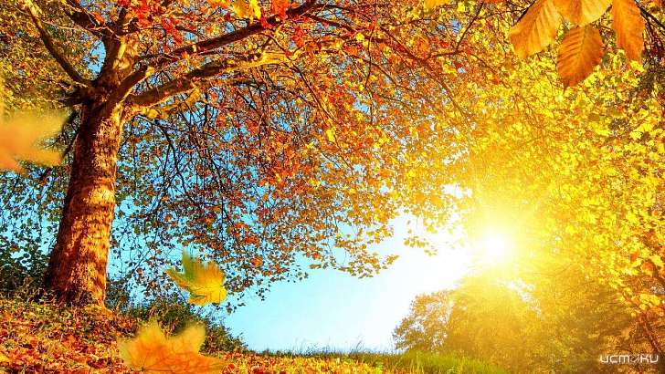 Пятница порадует орловчан солнышком и теплом