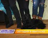 Орел некому освободить от ледяных оков, школьники проверили свои знания по ОБЖ и орловская семья стала победителем конкурса «Молодые лица города». Об ...