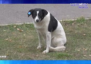 Город начали убирать. Экспресс - новости.