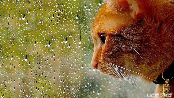 7 мая в Орле будет хмуро и дождливо