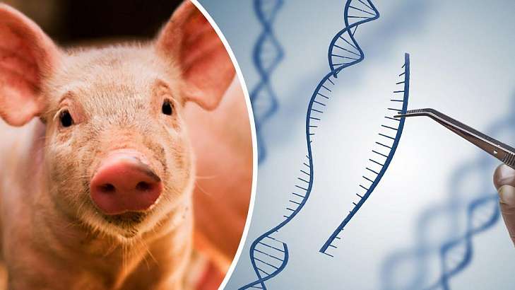 В говяжьей печени в орловской больнице нашли ДНК свиньи