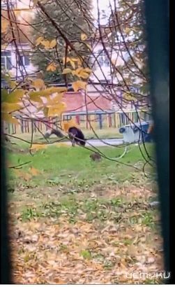 На территории орловской школы поселилась свора агрессивных собак