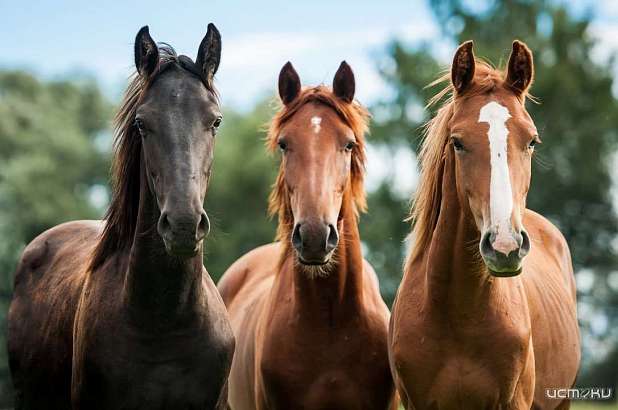 В Орле пройдут бега на Кубок Губернатора Орловской области