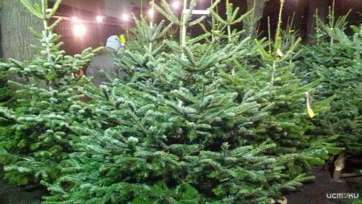 В этом году в Орле станет больше елочных базаров