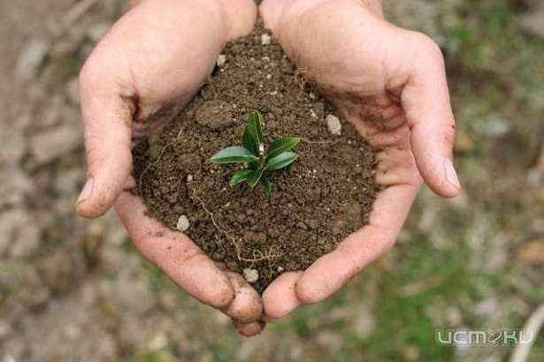 Уровень радиации в болховских почвах 