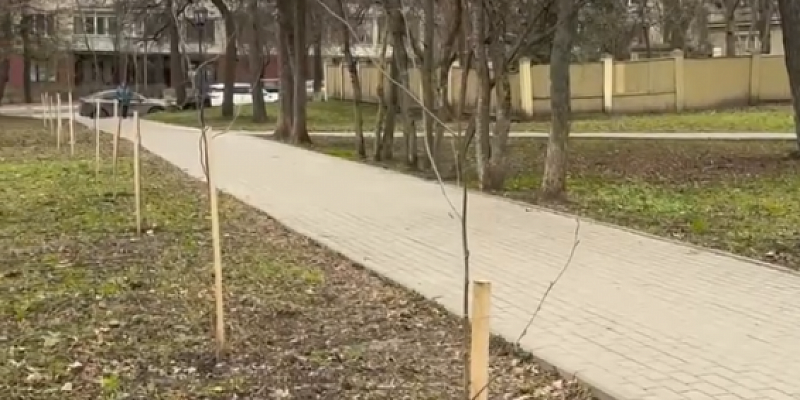 Тему зеленых насаждений в городе подняла мэрия Орла в своем посте про благоустройство