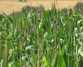 Пропавшего в Ливнах глухого мальчика нашли в течение часа