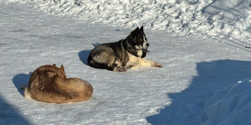 В Россельхознадзоре предостерегают от покупки ветпрепаратов на маркетплейсах