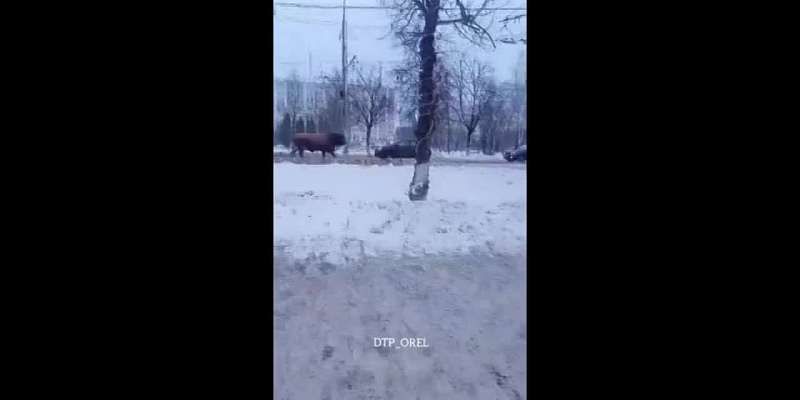 В Орле экипаж ДПС устроил погоню за быком