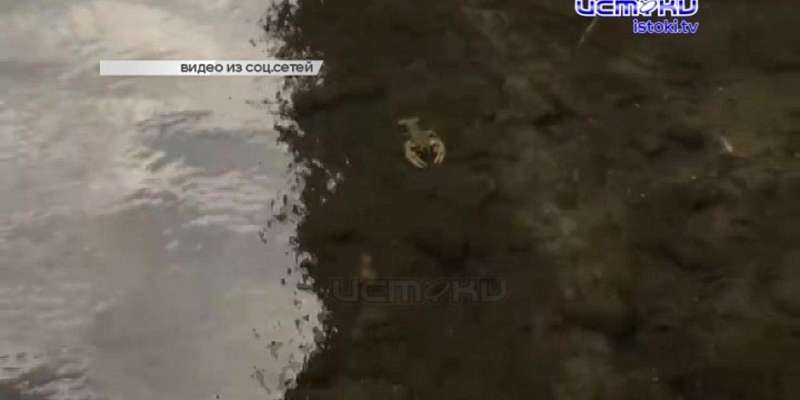 Областная корпорация развития половину всех денег тратила на директора, а в Орлике нашли живой индикатор чистой воды