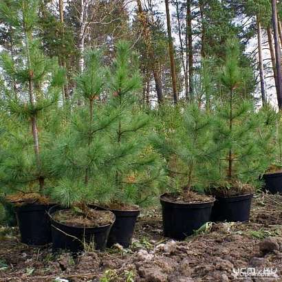 На Орловщине высадили почти 70 гектаров молодого леса