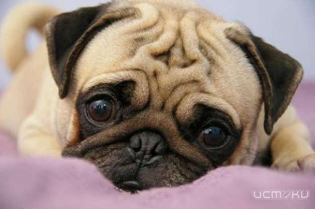 Житель Болховского района украл у родственников мопса