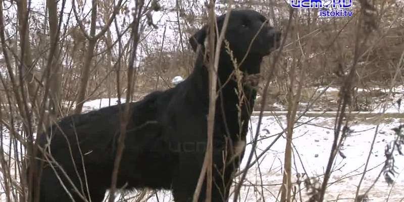 Стая бродячих собак годами держит в страхе сотрудников орловской школы