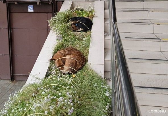 В Орле приют для бездомных животных в этом году не откроют