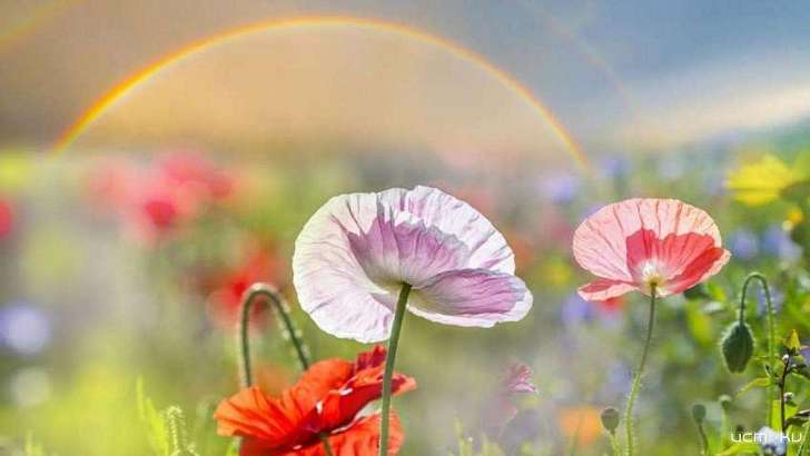 Воскресенье будет сухим и жарким