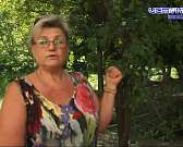 Яблоком раздора стали деревья, которые вот-вот спилят