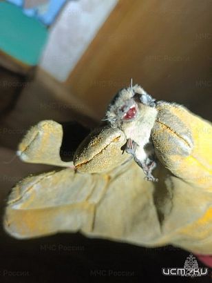 Ночью в орловской квартире летучая мышь устроила переполох Ночью в орловской квартире летучая мышь устроила переполох