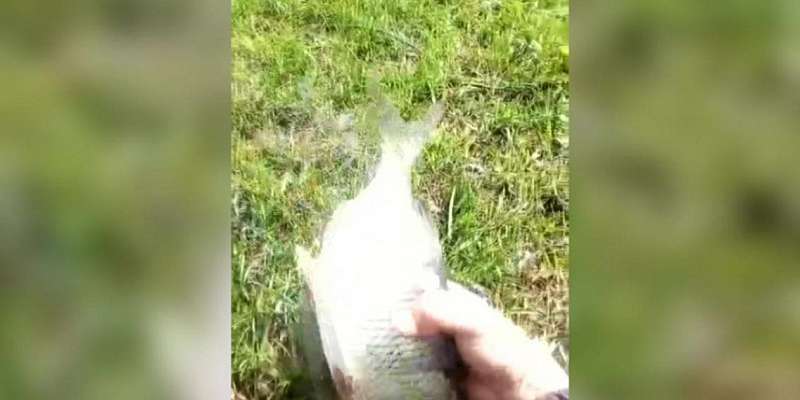 Орловчане пожаловались на два завода, загрязняющих отходами среду