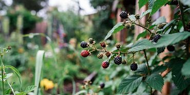 Ежевика садовая — плюсы и минусы для участка