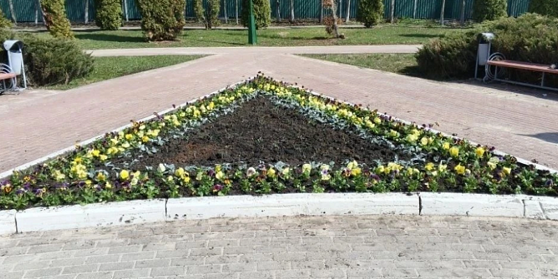 Не днях около 2 тыс. виол и цинерарий высадили на клумбе у мемориала воинам-интернационалистам