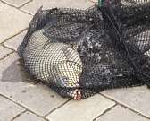 Все лучшее детям! В Орле прошел благотворительный турнир по рыбалке "Два крючка"1505147295