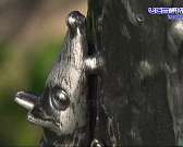 Конь, волк и журавль поселились в орловском дворе