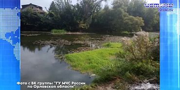 В дорожном инциденте с кабаном пострадал 31-летний водитель «Лады»