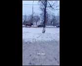 В Орле экипаж ДПС устроил погоню за быком