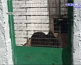 Малыш не пострадал — его вернули домой менее чем за час. В Орле собака по кличке Спартак нашла живым пропавшего четырёхлетнего мальчика