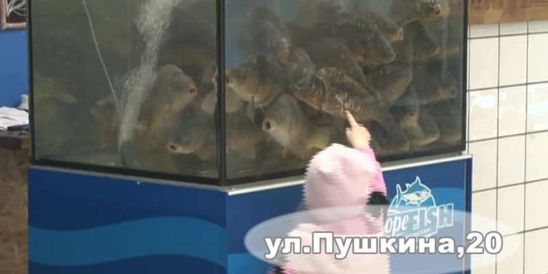 Свежая, солёная и даже живая. Море рыбы